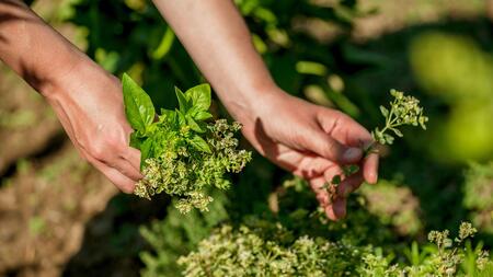 hand picking herbs from herb garden 