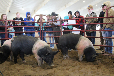 Local youth gather around a pig pen during a livestock judging contest.