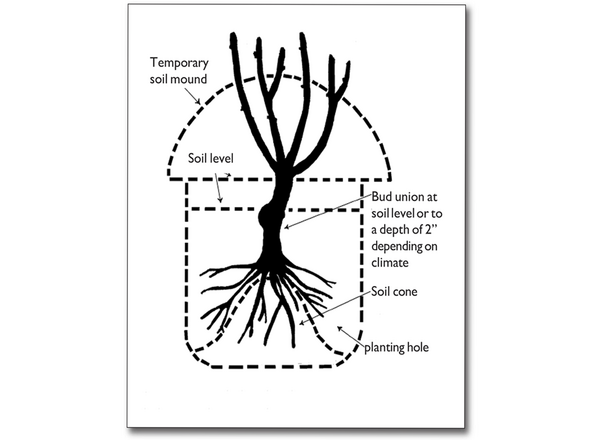 Bare-root rose planting procedure