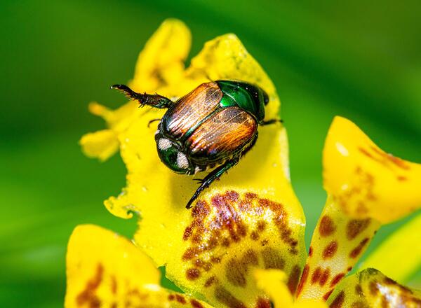 a beetle sitting on top of a yellow flower