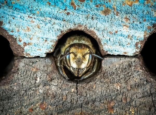 a close up of a bee looking out of a hole