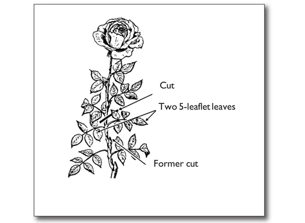 how to deadhead a rose