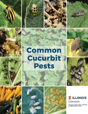 Common Cucurbit Pests