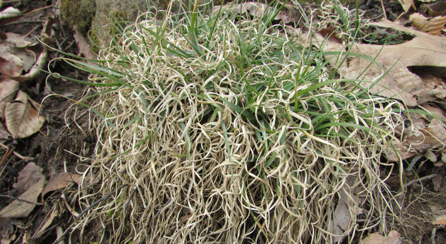 clump of grass with dried curled leaves