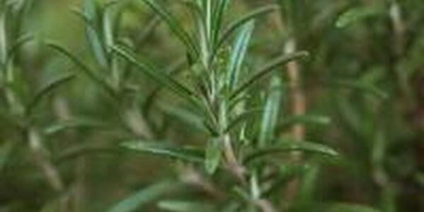 Rosemary herb plant